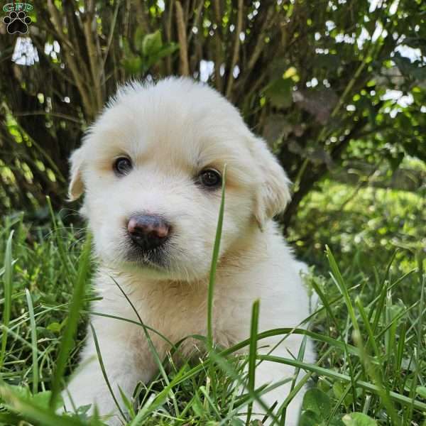 Love, Great Pyrenees Puppy